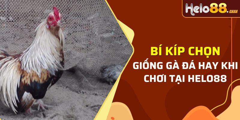 Bí kíp chọn giống gà đá hay khi chơi tại Helo88