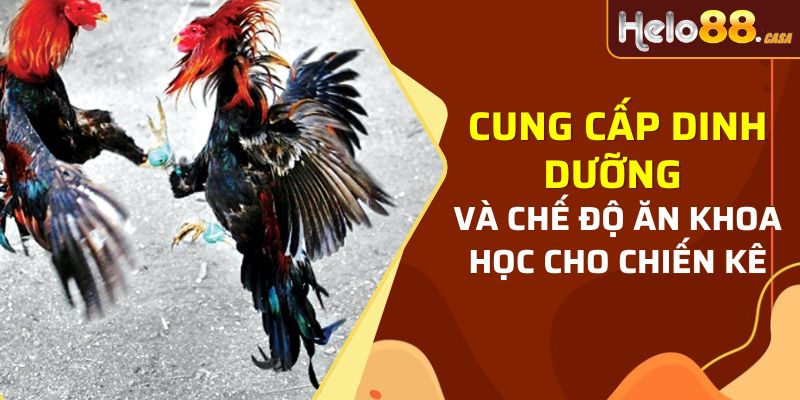 Cung cấp dinh dưỡng và chế độ ăn khoa học cho chiến kê