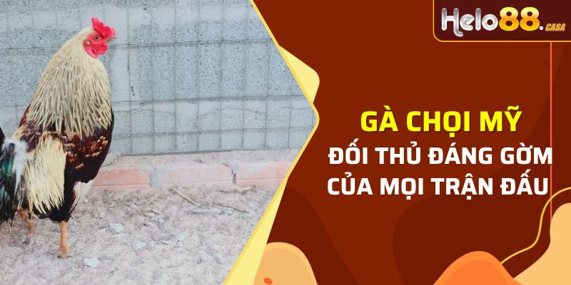 Gà chọi Mỹ - Đối thủ đáng gờm của mọi trận đấu 