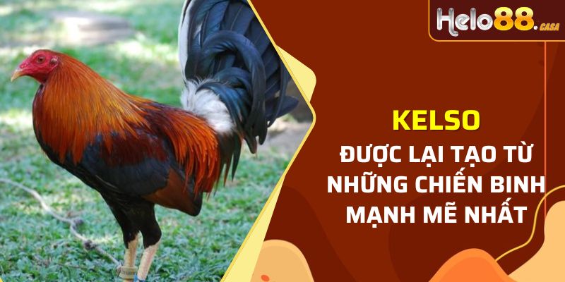 Kelso được lại tạo từ những chiến binh mạnh mẽ nhất