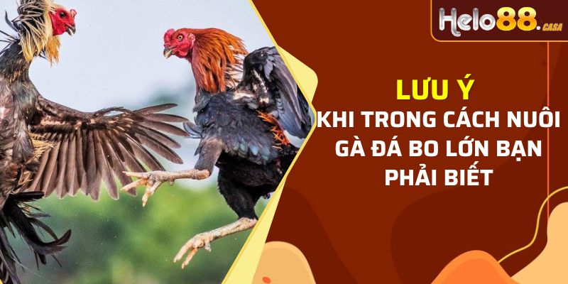 Lưu ý khi trong cách nuôi gà đá bo lớn bạn phải biết