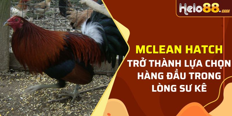 McLean Hatch trở thành lựa chọn hàng đầu trong lòng sư kê