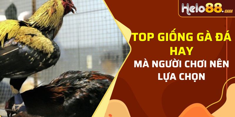 Top giống gà đá hay mà người chơi nên lựa chọn